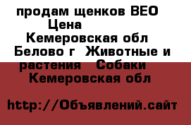 продам щенков ВЕО › Цена ­ 15 000 - Кемеровская обл., Белово г. Животные и растения » Собаки   . Кемеровская обл.